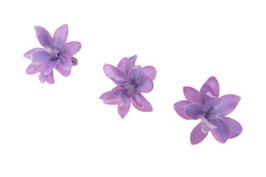 Beyaz arkaplanda yalıtılmış leylak çiçeği