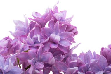 Beyaz arkaplanda yalıtılmış leylak çiçeği