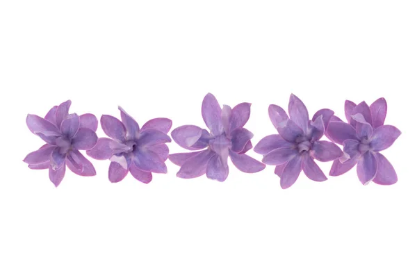 Lilac Flower Isolated White Background — Stock Photo, Image
