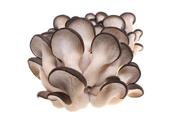 Funghi Ostrica Isolati Fondo Bianco — Foto Stock