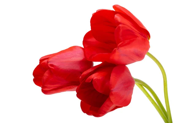 Tulipanes Rojos Aislados Sobre Fondo Blanco — Foto de Stock