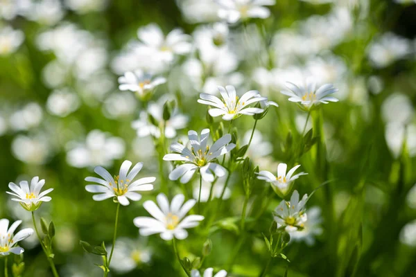 Chickweed Flowers Growing Meadow Spring — Stock Photo, Image