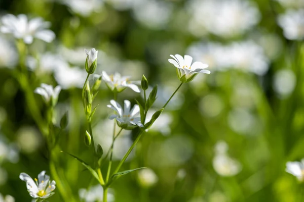 Chickweed Flowers Growing Meadow Spring — Stock Photo, Image