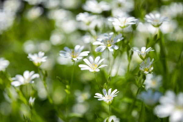 Lkbaharda Bir Çayırda Büyüyen Civciv Çiçekleri — Stok fotoğraf