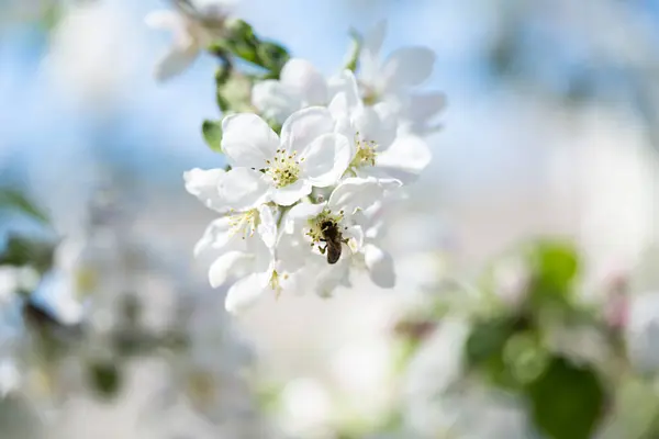 Bir Güneşli Bahar Gününde Çiçek Açan Elma Ağacı — Stok fotoğraf