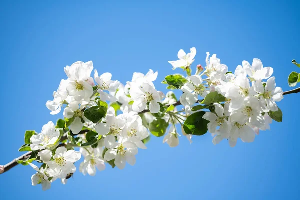 在阳光明媚的春日绽放苹果树 — 图库照片