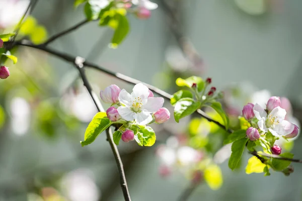 Manzano Floreciente Soleado Día Primavera — Foto de Stock