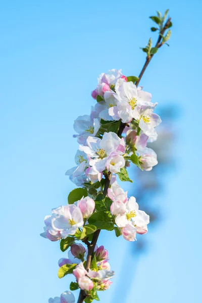 Manzano Floreciente Soleado Día Primavera — Foto de Stock