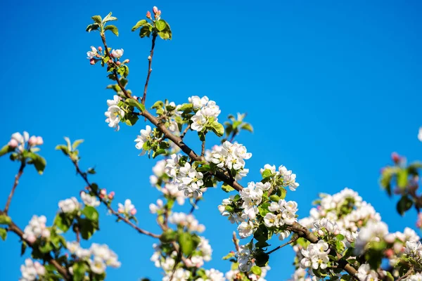 Blommande Äppelträd Solig Vårdag — Stockfoto