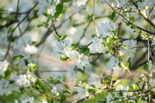 Blooming Apple Tree Sunny Spring Day — Stock Photo, Image