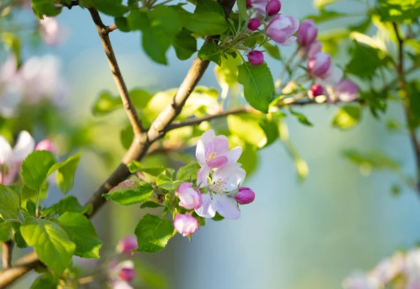 晴れた春の日に満開のリンゴの木 — ストック写真