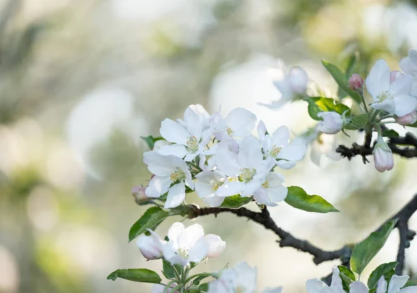 Цветущая Яблоня Солнечный Весенний День — стоковое фото