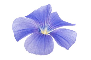 Beyaz arka plan üzerinde izole keten çiçek