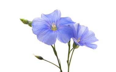 Beyaz arka plan üzerinde izole keten çiçek