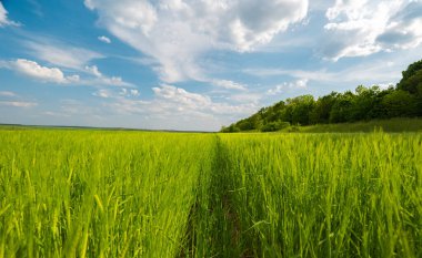 Baharda güneşli bir günde yeşil buğday tarlası