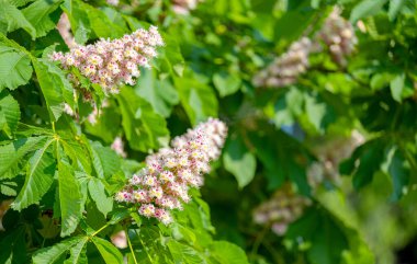 Baharda ağaçta çiçek açan kestane