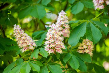 Baharda ağaçta çiçek açan kestane