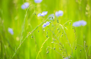 Bahar çayırında mavi keten çiçeği