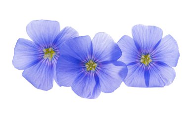 Beyaz arka plan üzerinde izole keten çiçek