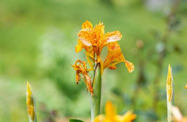 Glayuca çiçeği yaklaşamaz