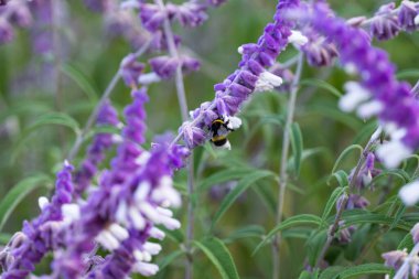 Slavia Lukantha çiçeği. Yaklaş.