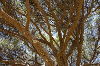 Büyük eski bir çam ağacının dallarından bir taç