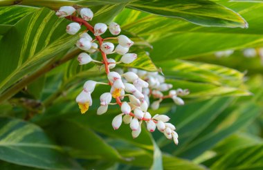 Madeira adasında büyüyen Alpinia tserumbet
