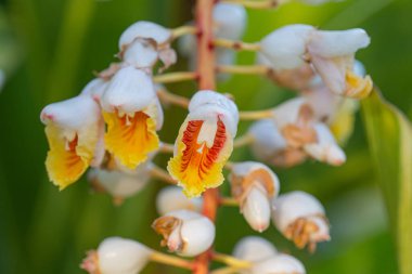 Madeira adasında büyüyen Alpinia tserumbet