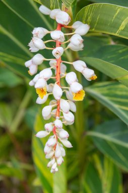Madeira adasında büyüyen Alpinia tserumbet