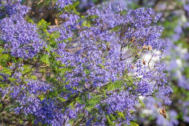 Madeira 'da Jacaranda çiçekleri açıyor
