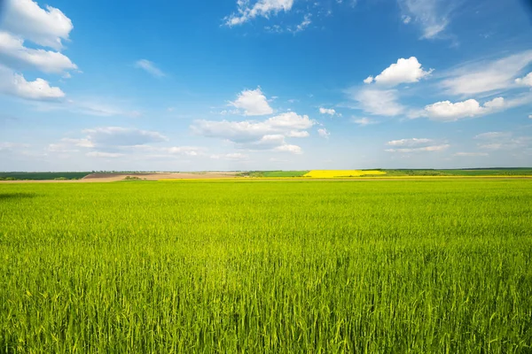 Grönt Vetefält Våren Solig Dag — Stockfoto