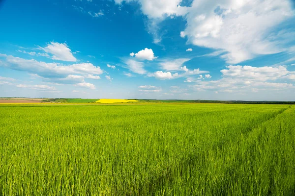 Zelené Pšeničné Pole Jaře Slunečného Dne — Stock fotografie