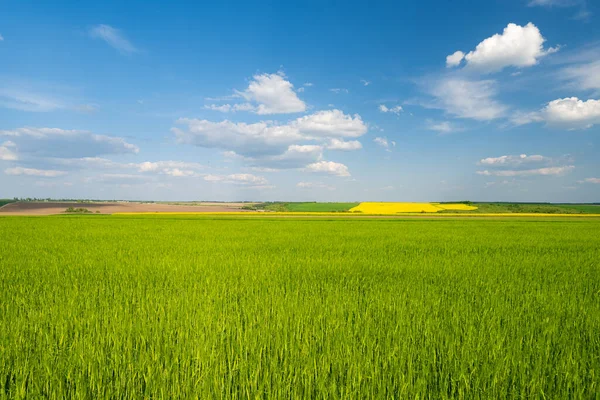 Zelené Pšeničné Pole Jaře Slunečného Dne — Stock fotografie