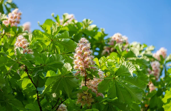 Blooming Chestnut Tree Spring — Stock Photo, Image