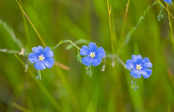Fleur Lin Bleu Dans Prairie Printemps — Photo