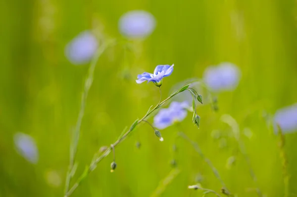 Flor Linho Azul Prado Primavera — Fotografia de Stock