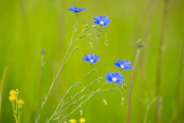春の草原の青い亜麻の花 — ストック写真