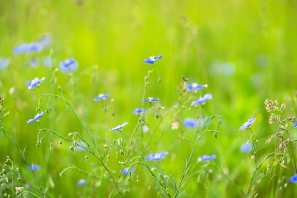 Fleur Lin Bleu Dans Prairie Printemps — Photo