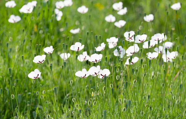 White Poppy Meadow Spring — Stock Photo, Image