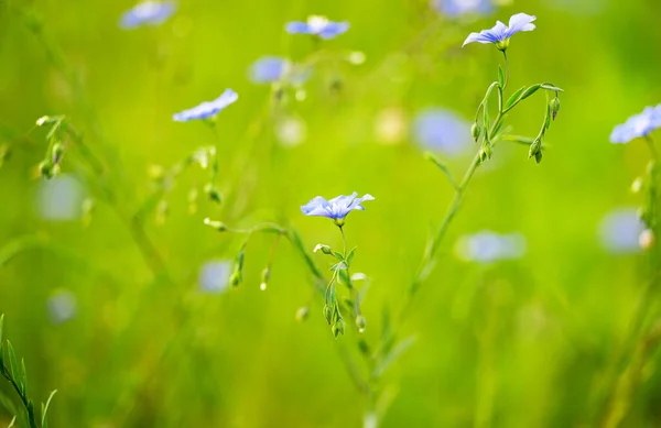 Bahar Çayırında Mavi Keten Çiçeği — Stok fotoğraf
