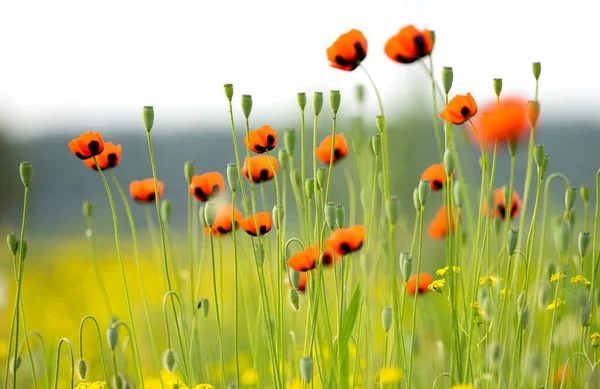 Red Poppy Meadow Spring — Stock Photo, Image