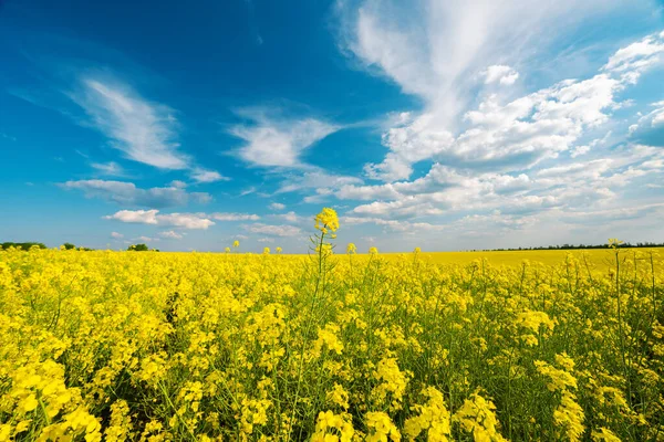Field Flowering Rapeseed Sunny Day — Stock Photo, Image