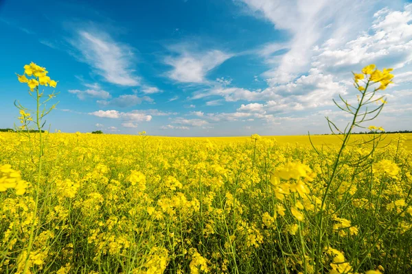 Field Flowering Rapeseed Sunny Day — Stock Photo, Image