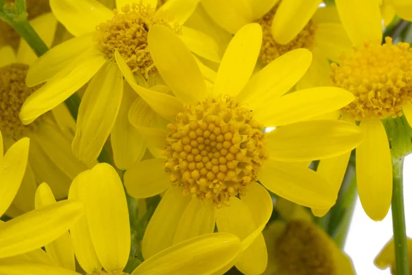 Žlutá Louka Heřmánku Izolované Bílém Pozadí — Stock fotografie
