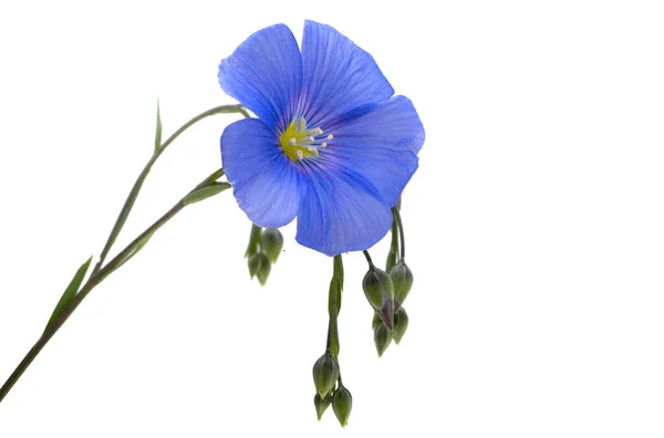 Flax Flower Isolated White Background — Stock Photo, Image