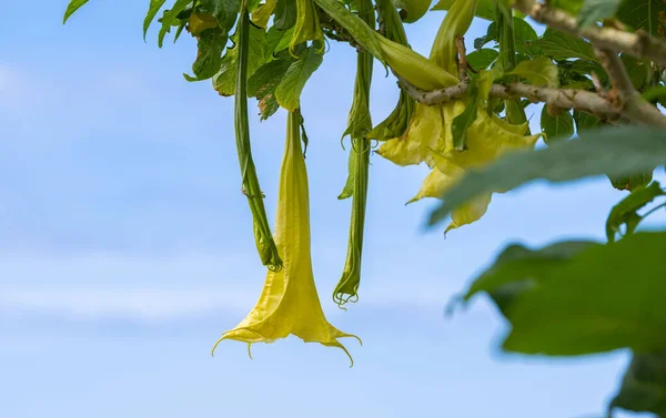 Detailní Záběr Strom Jako Brugmansia Květ — Stock fotografie