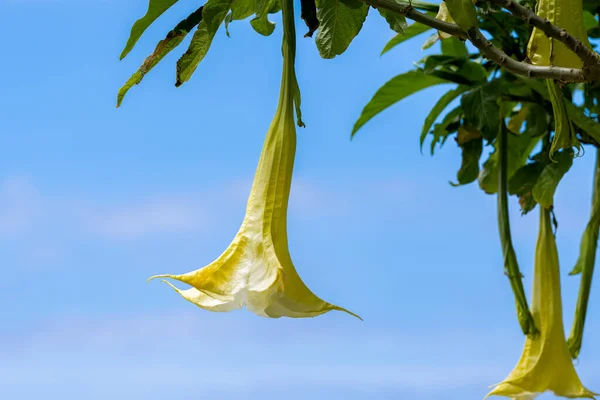 Gros Plan Fleur Brugmansia Ressemblant Arbre — Photo