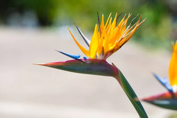Çiçek Strelitzia Cennet Kuşu Yakın Plan — Stok fotoğraf