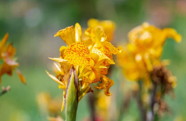 Canna Glauca Flower Close — Stock Photo, Image