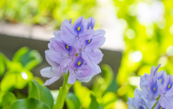 Flower Brazilian Water Hyacinth Close — Stock Photo, Image